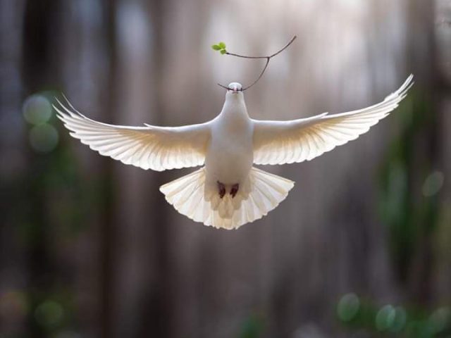 FB_IMG_1649667259283